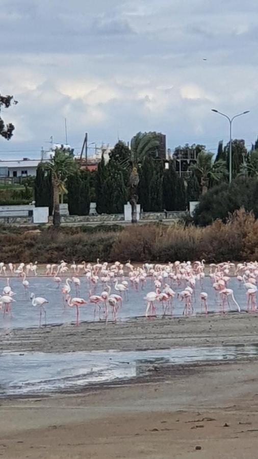 Must Stay - Sea & Salt Lake Panoramic View Apt Larnaca Luaran gambar